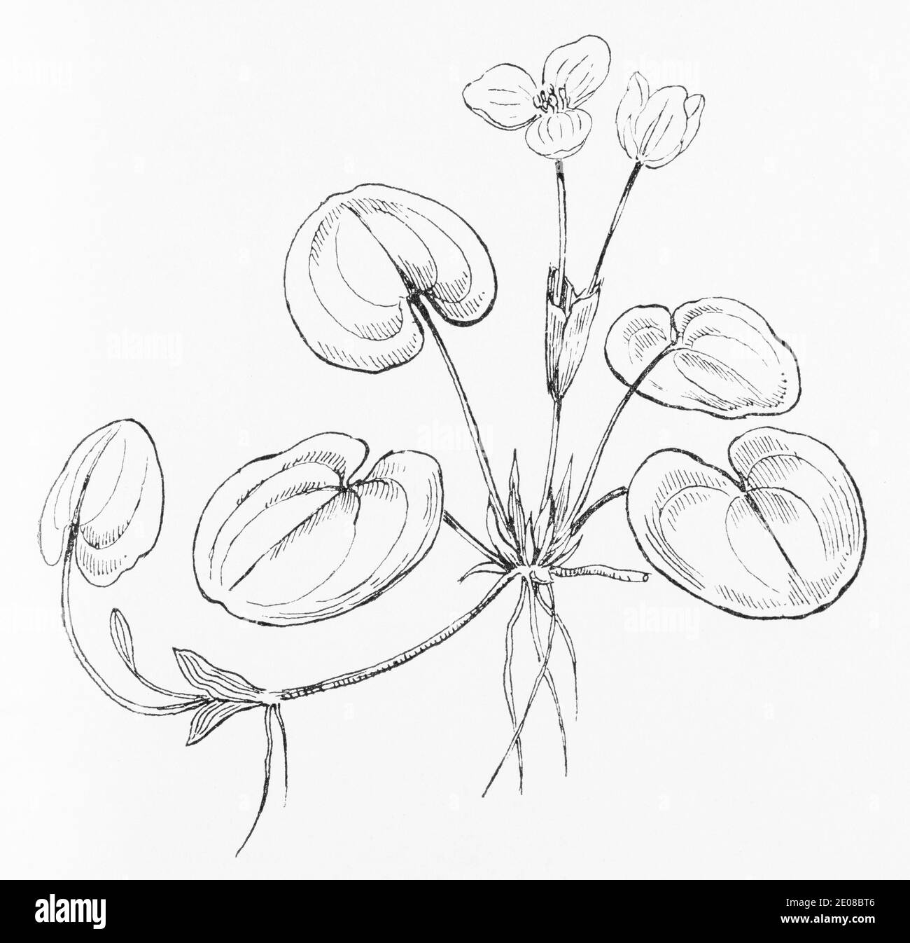 Alte botanische Illustration Gravur von Frogbit / Hydrocharis morsus-ranae. Siehe Hinweise Stockfoto