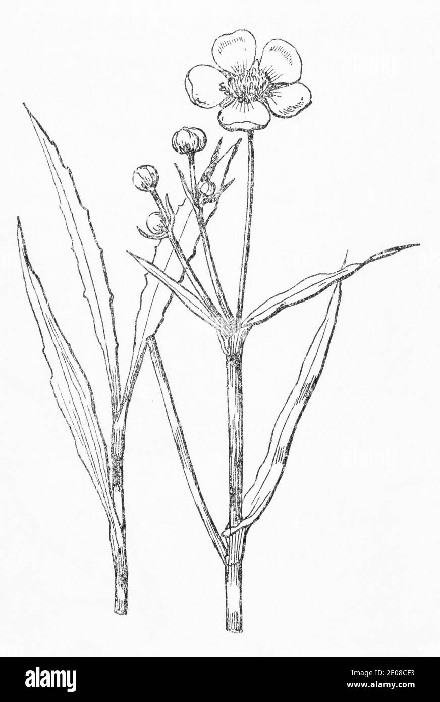 Alte botanische Illustration Gravur von Greater Spearwort / Ranunculus lingua. Siehe Hinweise Stockfoto