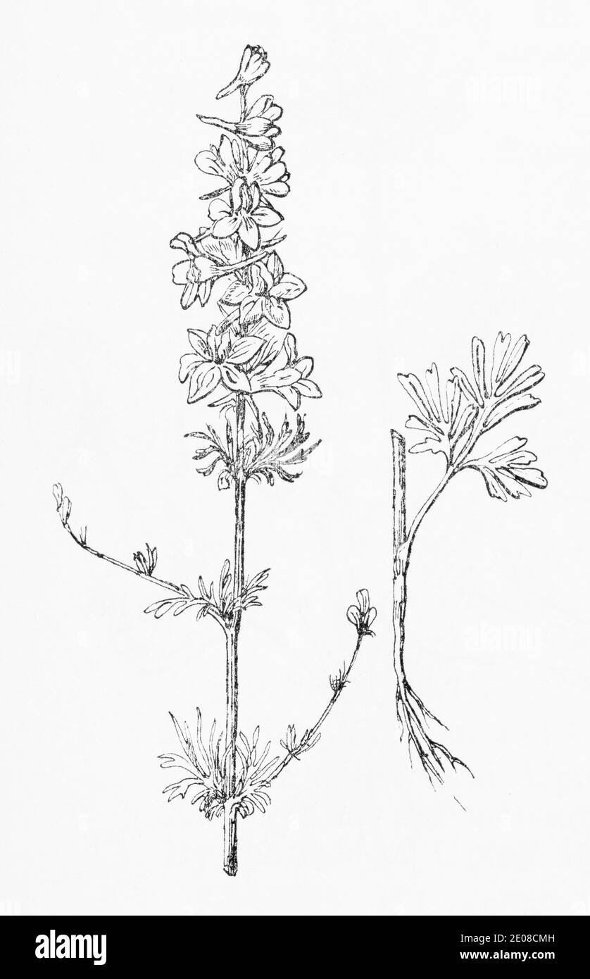 Alte botanische Illustration Gravur von Larkspur / Delphinium ajacis, Consolida ajacis. Siehe Hinweise Stockfoto