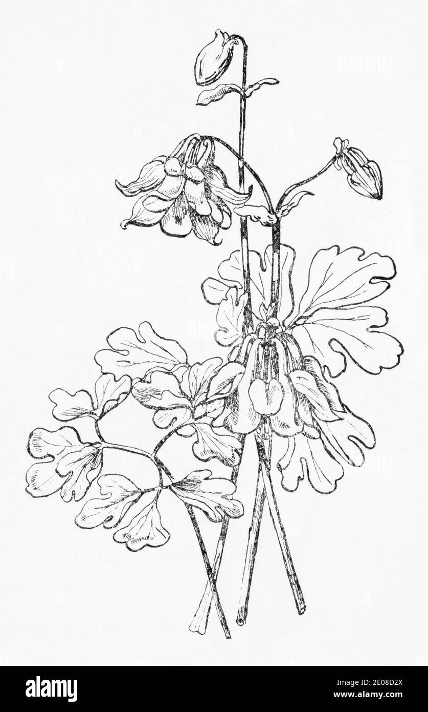 Alte botanische Illustration Gravur von Columbine / Aquilegia vulgaris. Traditionelle Heilkräuter Pflanze. Siehe Hinweise Stockfoto