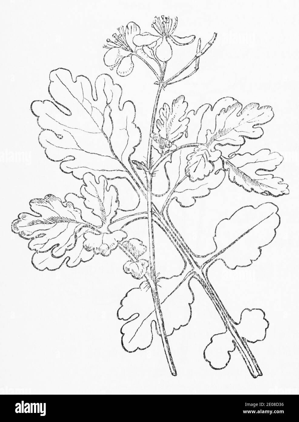 Alte botanische Illustration Gravur von Groß Celandine / Chelidonium majus. Traditionelle Heilkräuter Pflanze. Siehe Hinweise Stockfoto