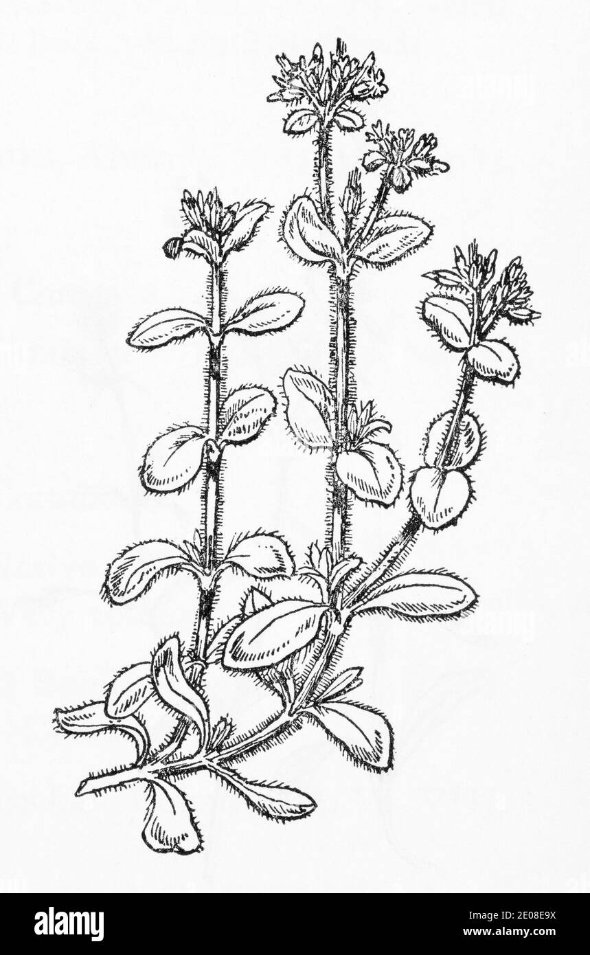 Alte botanische Illustration Gravur von Sticky Mouse-Ear Chickweed / Cerastium glomeratum, Cerastium viscosum. Siehe Hinweise Stockfoto