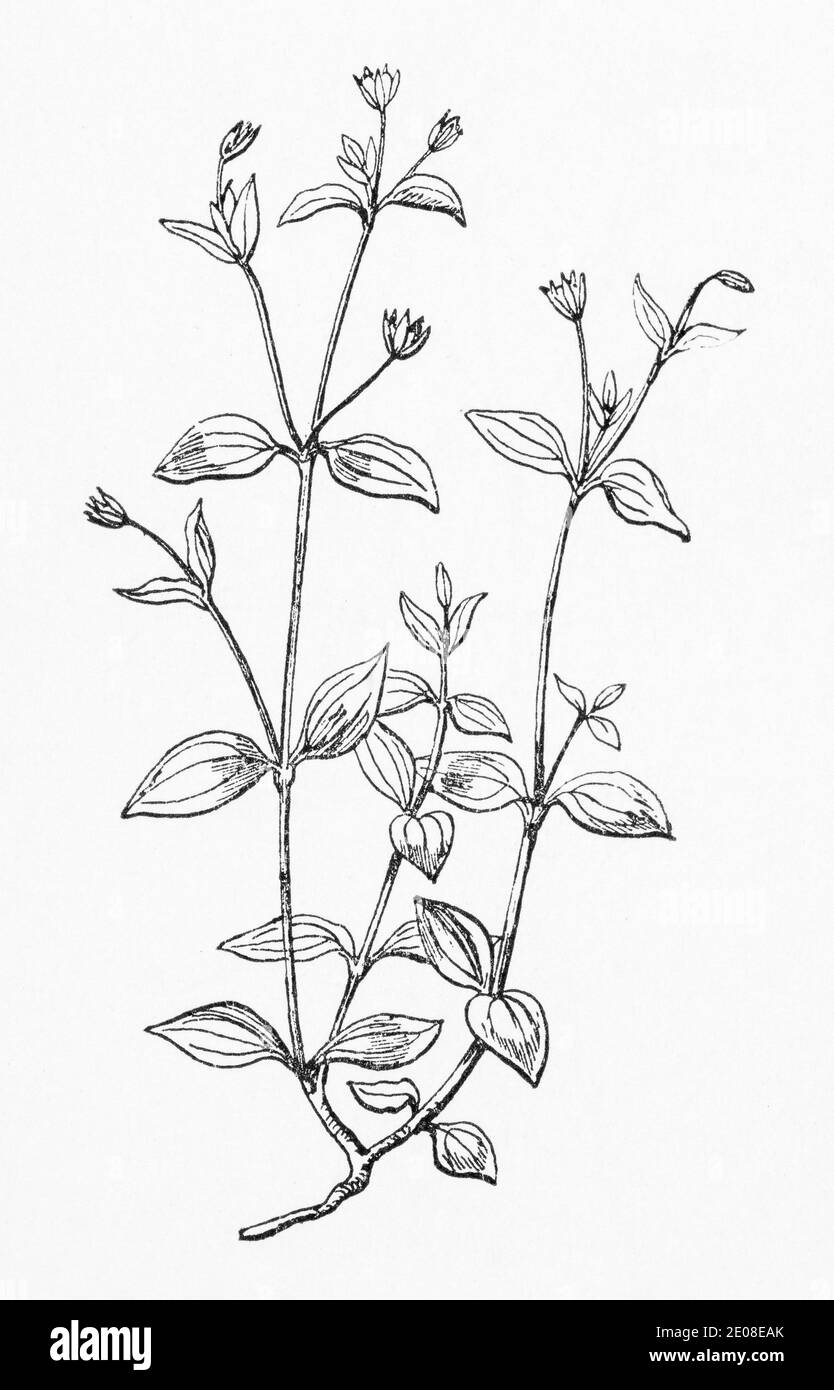 Alte botanische Illustration Gravur von dreiaderigem Sandkraut / Moehringia trinervia, Arenaria trinervia. Siehe Hinweise Stockfoto