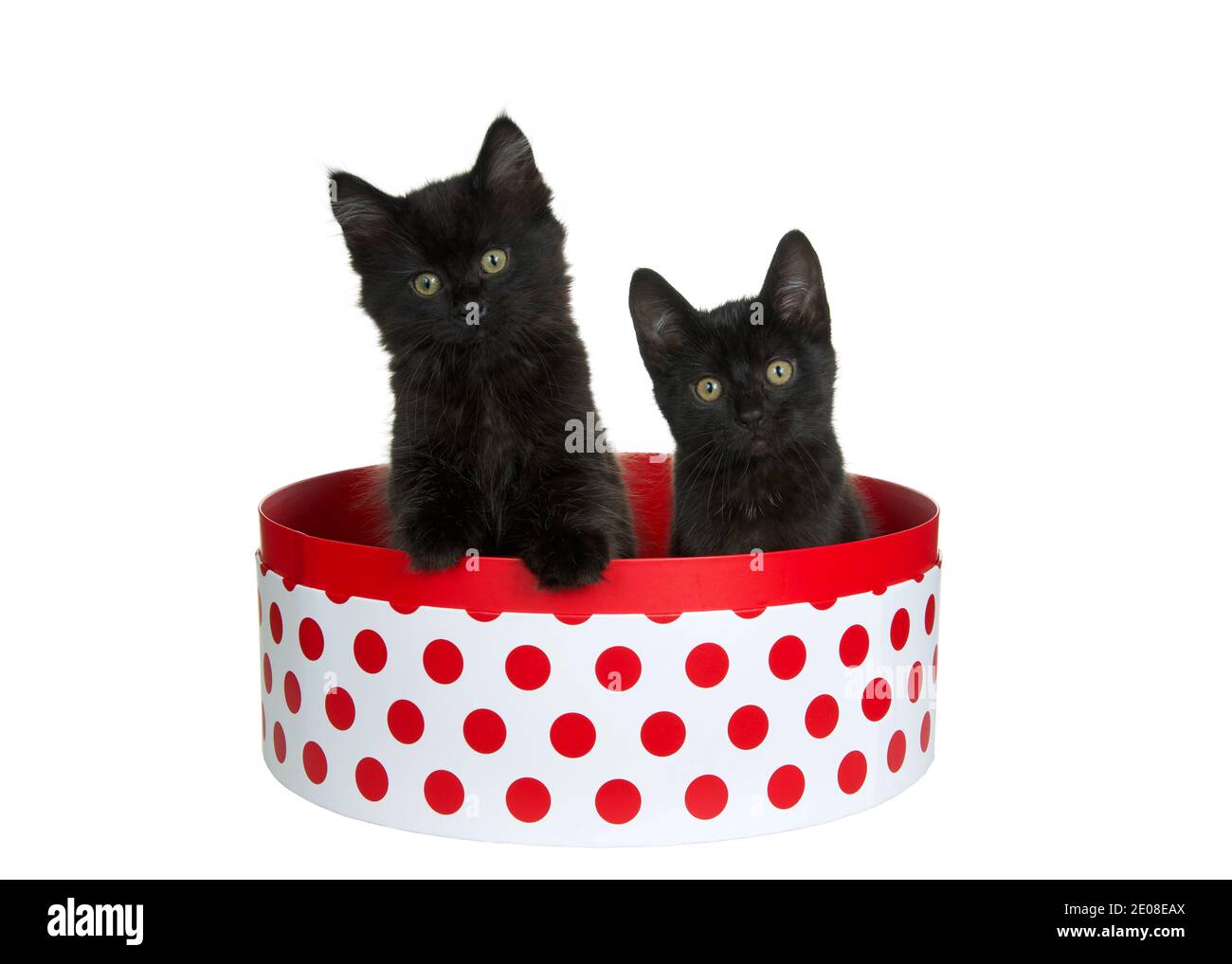 Zwei entzückende schwarze Kätzchen sitzen in einer runden weißen Box mit roten Tupfen, eine mit Pfote auf der Seite des Kastenkopfes stelted neugierig Blick direkt auf vi Stockfoto
