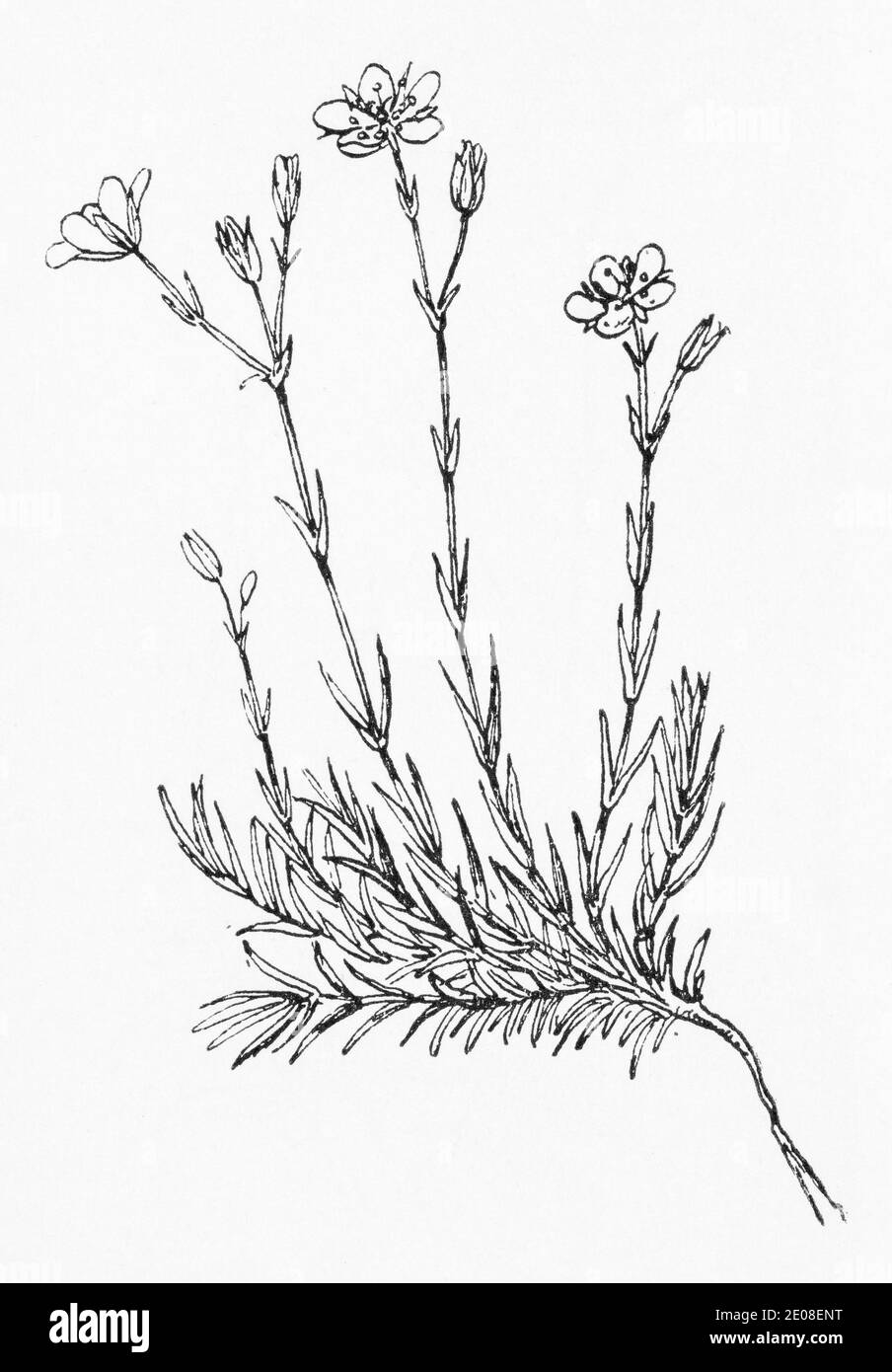 Alte botanische Illustration Gravur von Vernal Sandwort, Moos Sandwort / Arenaria vern, Minuartia verna. Siehe Hinweise Stockfoto