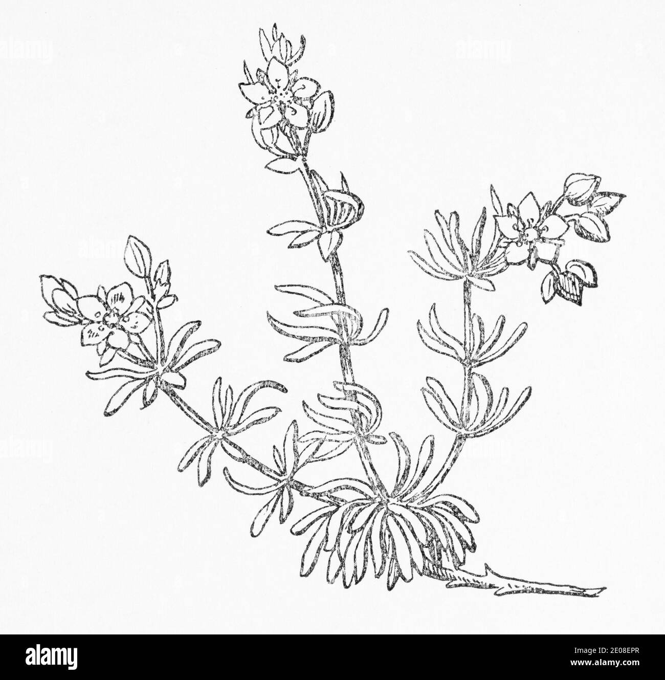 Alte botanische Illustration Gravur von Rock Sea spurrey / Spergularia rupicola, Spergularia rupestris. Siehe Hinweise Stockfoto