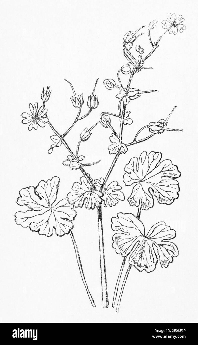 Alte botanische Illustration Gravur von Heckenschnabel / Geranium pyrenaicum. Siehe Hinweise Stockfoto