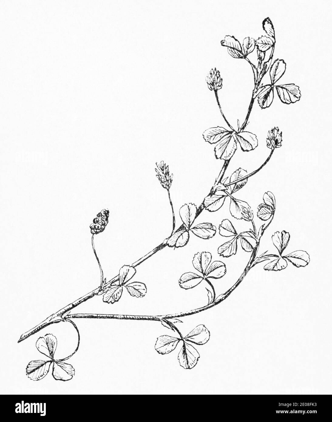 Alte botanische Illustration Gravur von Black Medick / Medicago lupulina. Traditionelle Heilkräuter Pflanze. Siehe Hinweise Stockfoto