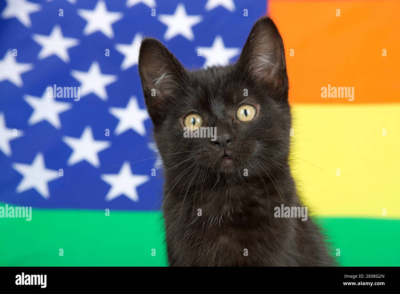 Porträt eines niedlichen schwarzen Kätzchen mit gelben Augen Blick auf den Betrachter, Rainbow Gay Pride amerikanische Flagge im Hintergrund. Stockfoto