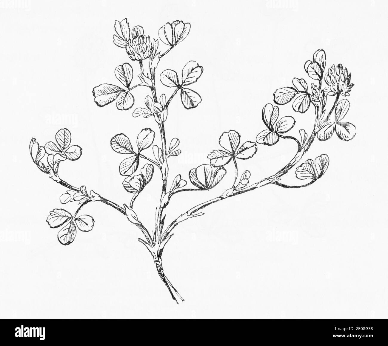 Alte botanische Illustration Gravur von Trifolium campestre, Trifolium procumbens / Hop Trefoil. Siehe Hinweise Stockfoto