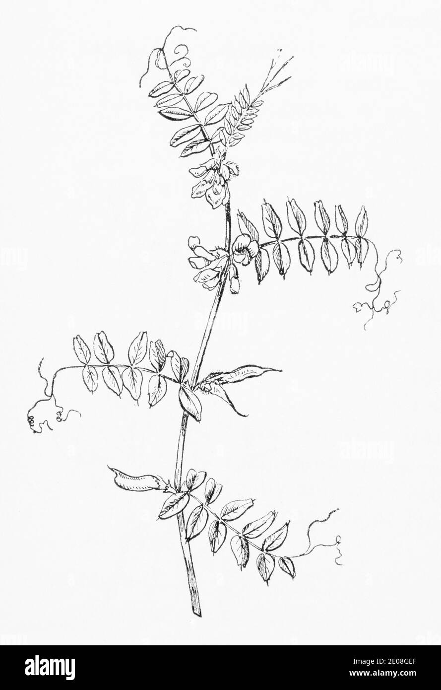 Alte botanische Illustration Gravur von Bush Vetch / Vicia sepium. Siehe Hinweise Stockfoto