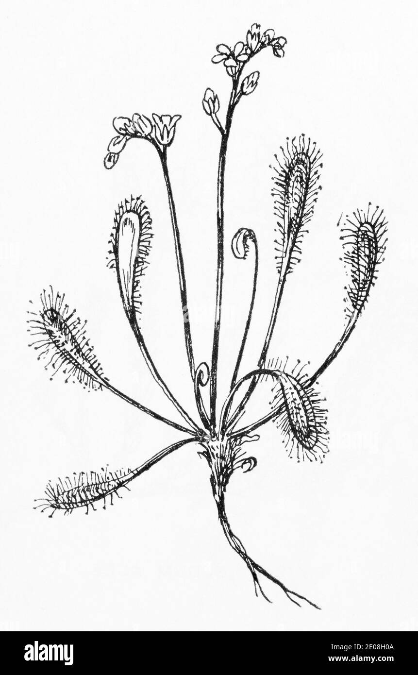 Alte botanische Illustration Gravur von Sonnentau, langblättriger Sonnentau / Drosera anglica. Traditionelle Heilkräuter Pflanze. Siehe Hinweise Stockfoto