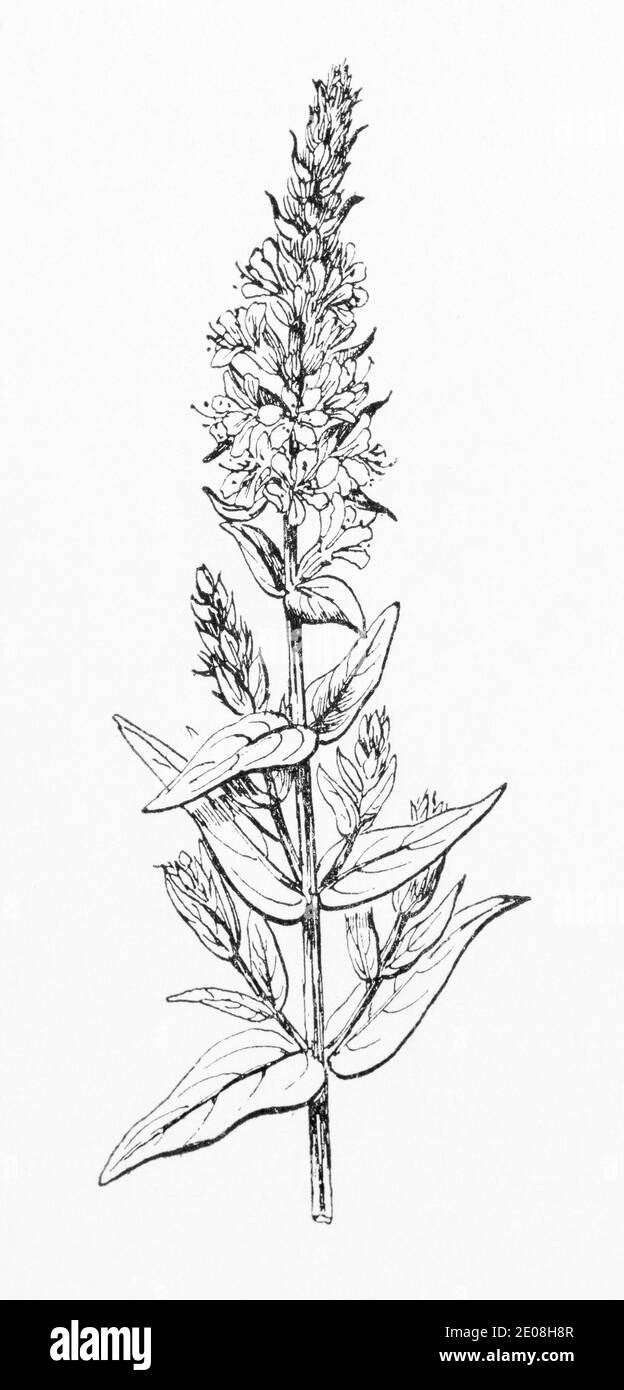 Alte botanische Illustration Gravur von Purple Loosestrife / Lythrum salicaria. Traditionelle Heilkräuter Pflanze. Siehe Hinweise Stockfoto