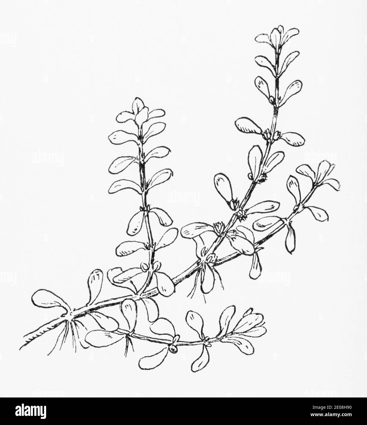 Alte botanische Illustration Gravur von Wasserpurslane / Lythrum portula, Peplis portula. Siehe Hinweise Stockfoto