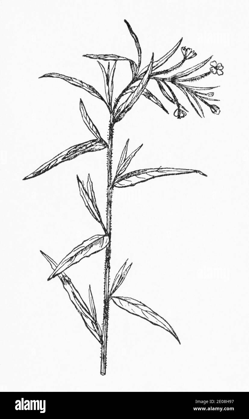 Alte botanische Illustration Gravur von Marsh Willowherb / Epilobium palustre. Siehe Hinweise Stockfoto