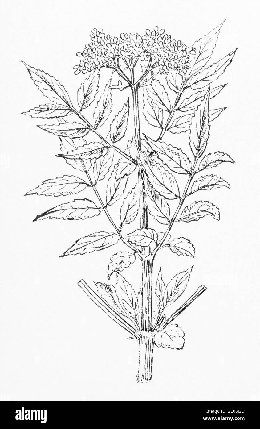 Alte botanische Illustration Gravur von Sambucus ebulus / Zwerg Elder. Traditionelle Heilkräuter Pflanze. Siehe Hinweise Stockfoto