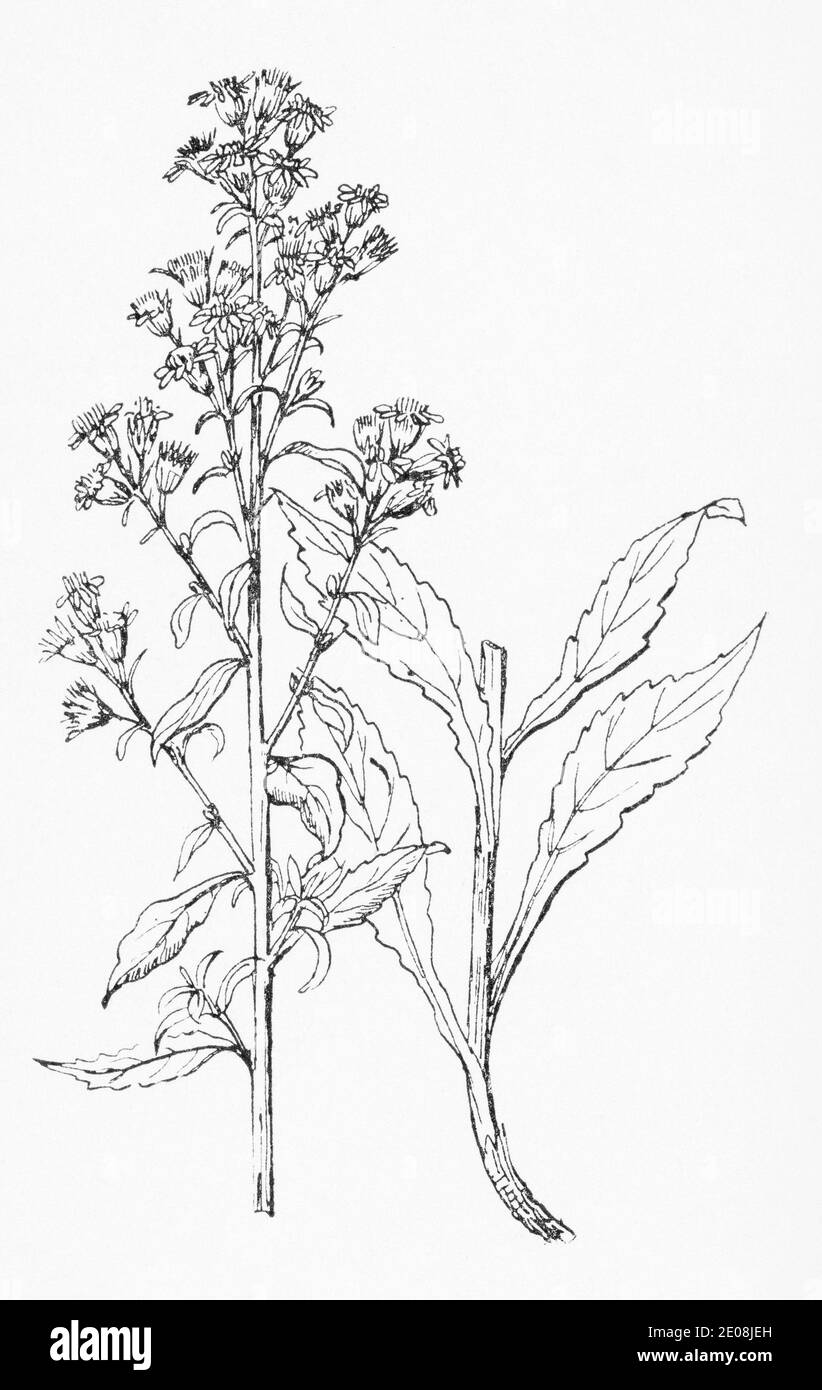 Alte botanische Illustration Gravur von Goldenrod / Solidago virgaurea. Traditionelle Heilkräuter Pflanze. Siehe Hinweise Stockfoto