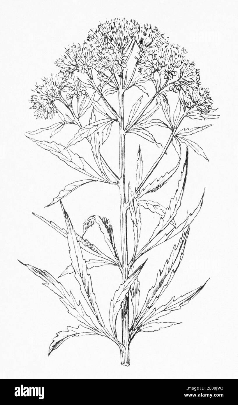 Alte botanische Illustration Gravur von Hanf Agrimony / Eupatorium cannabinum. Traditionelle Heilkräuter Pflanze. Siehe Hinweise Stockfoto