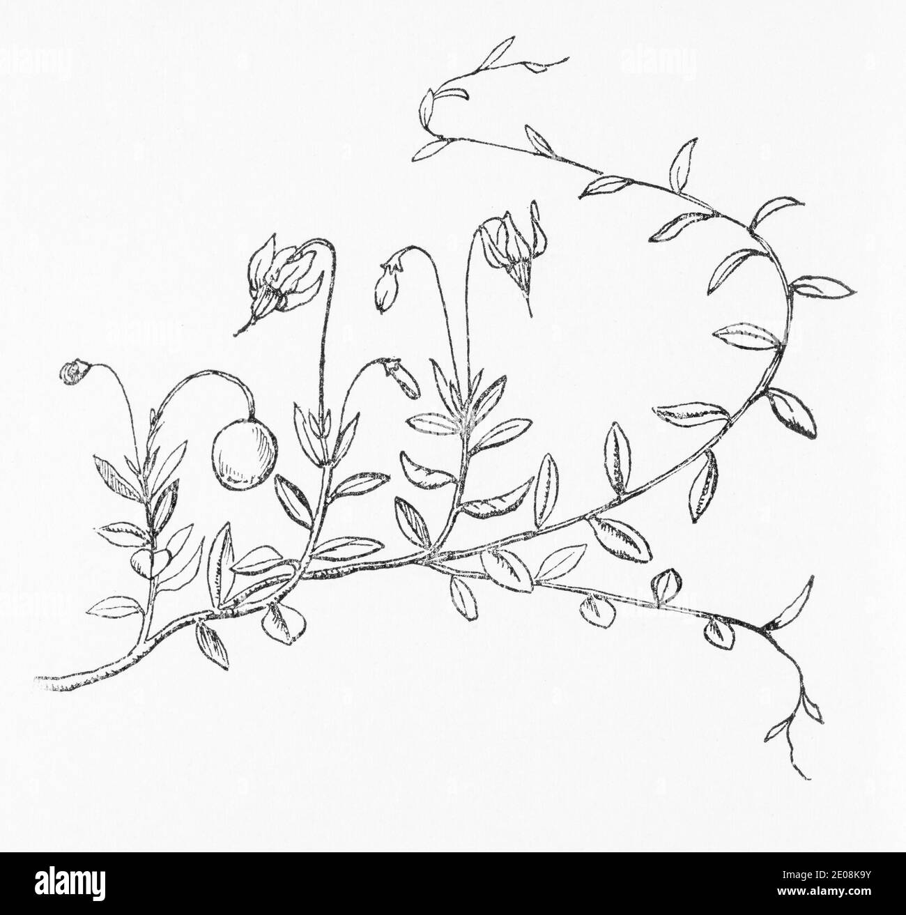 Alte botanische Illustration Gravur von Cranberry / Vaccinium oxycoccos. Traditionelle Heilkräuter Pflanze. Siehe Hinweise Stockfoto