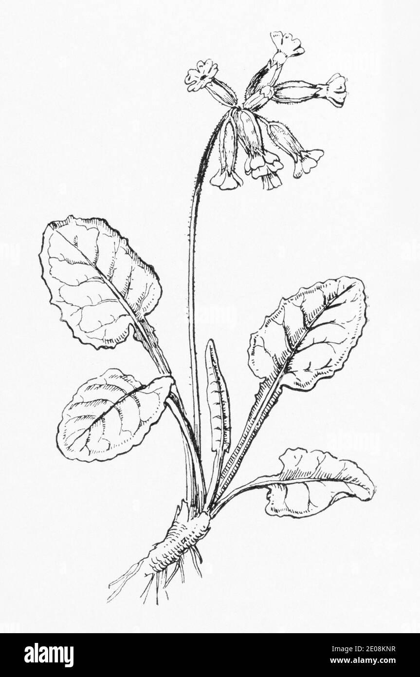 Alte botanische Illustration Gravur von Cowslip / Primula veris. Traditionelle Heilkräuter Pflanze. Siehe Hinweise Stockfoto