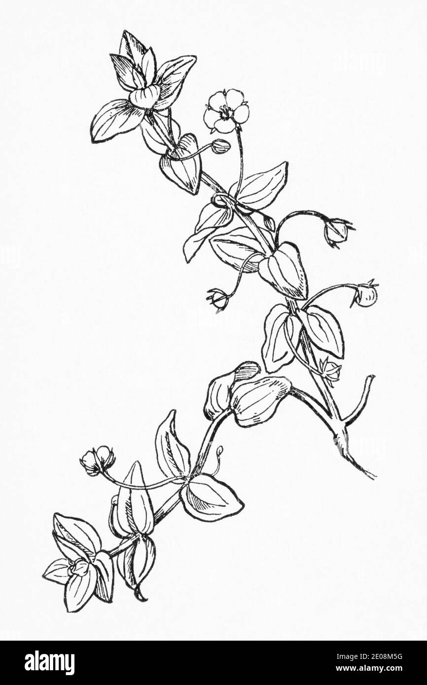 Alte botanische Illustration Gravur von Scarlet Pimpernel / Anagallis arvensis. Traditionelle Heilkräuter Pflanze. Siehe Hinweise Stockfoto