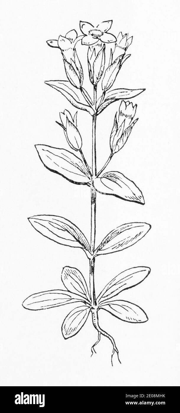 Alte botanische Illustration Gravur von Gentianella campestris / Feld Gentian. Siehe Hinweise Stockfoto