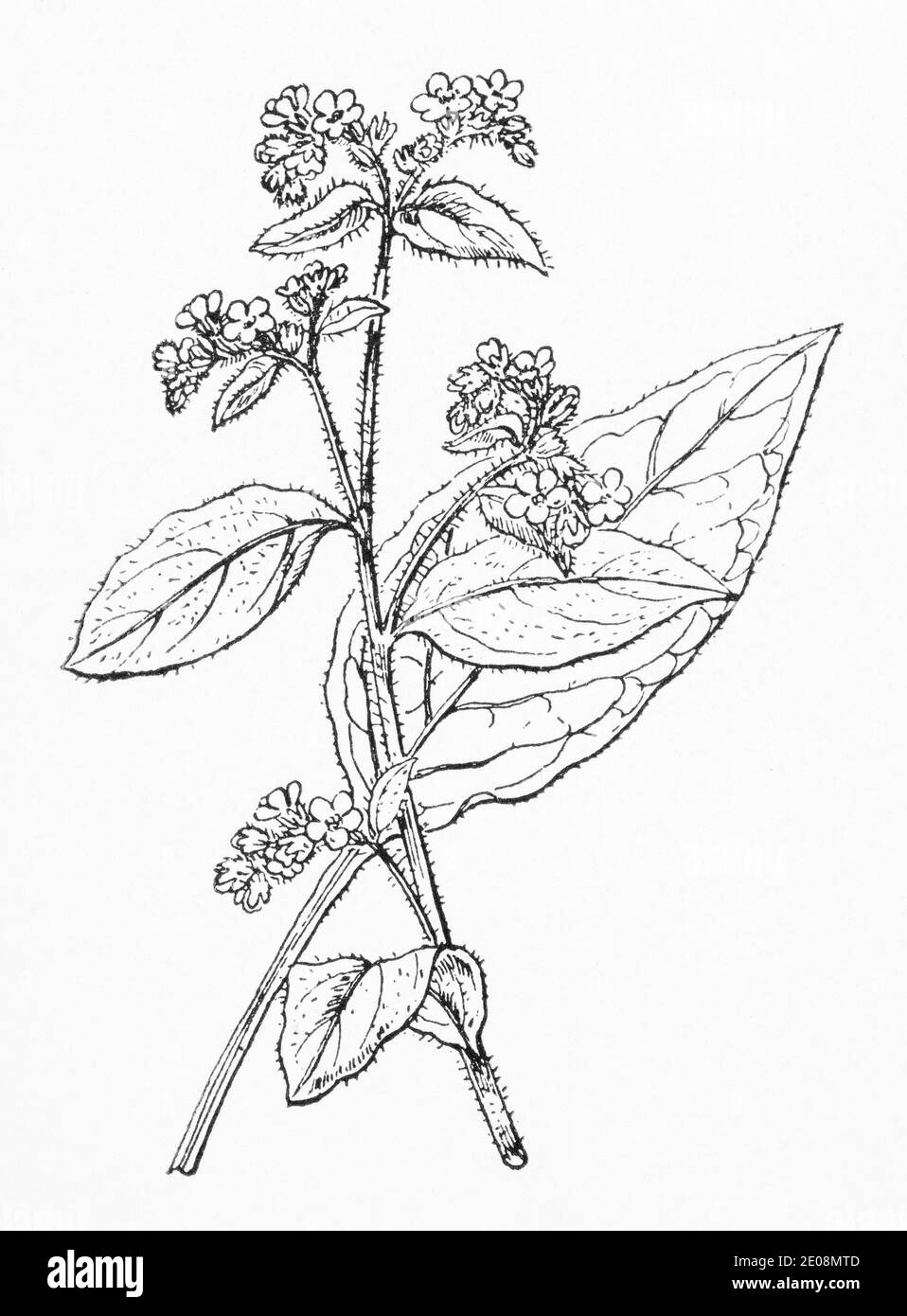 Alte botanische Illustration Gravur von Evergreen Alkanet / Pentaglottis sempervirens, Anchusa sempervirens. Siehe Hinweise Stockfoto