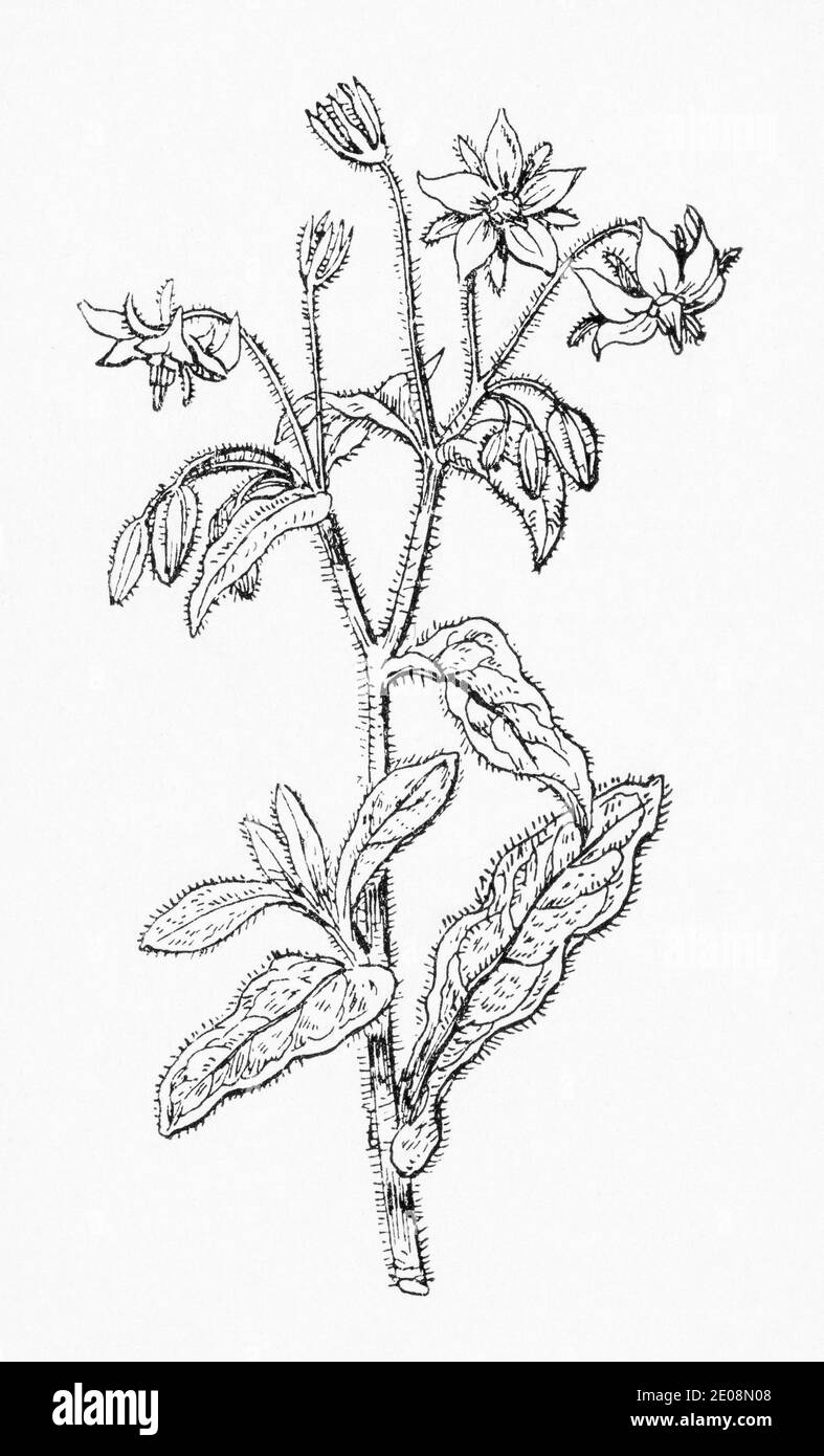 Alte botanische Illustration Gravur von Borage / Borago officinalis. Traditionelle Heilkräuter Pflanze. Siehe Hinweise Stockfoto
