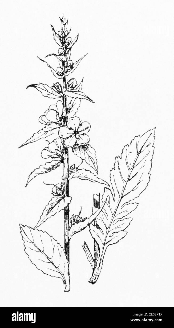 Alte botanische Illustration Gravur von Verbascum virgatum / Golden-Rod Mullein. Siehe Hinweise Stockfoto