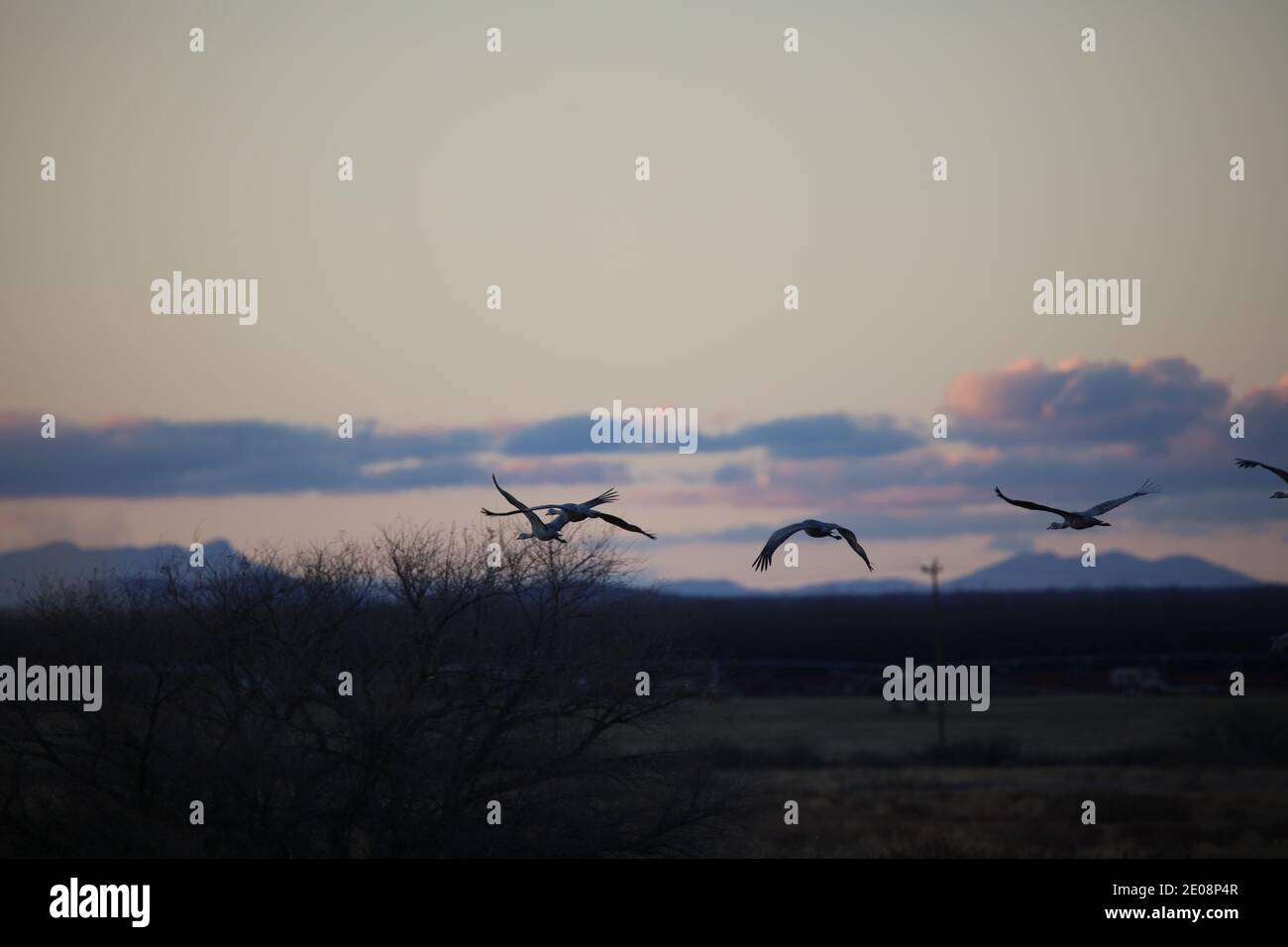 Sandhill Cranes bei Whitewater Draw Stockfoto