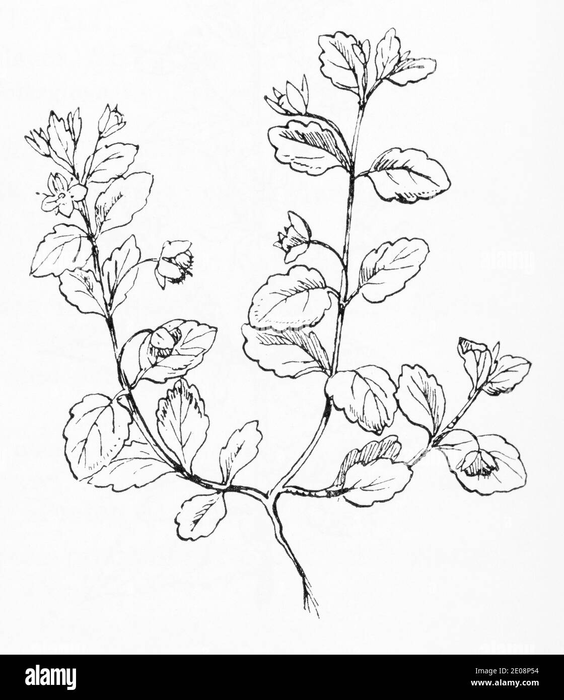 Alte botanische Illustration Gravur von Veronica polita / Grey Field Speedwell. Traditionelle Heilkräuter Pflanze. Siehe Hinweise Stockfoto