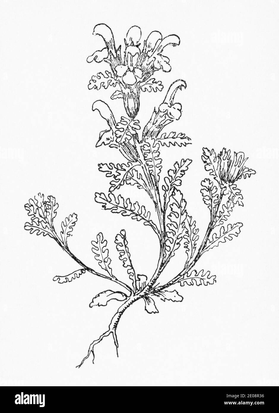 Alte botanische Illustration Gravur von Pedicularis sylvatica / Lousewort. syn. Pedicularis gredensis & Pedicularis procumbens. Siehe Hinweise Stockfoto