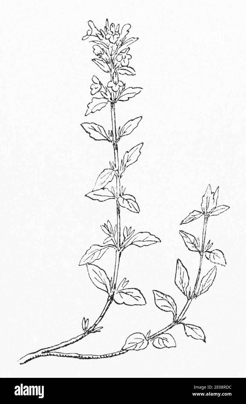 Alte botanische Illustration Gravur von Basil Thyme, Mutter von Thyme / Clinopodium acinos. Traditionelle Heilkräuter Pflanze. Siehe Hinweise Stockfoto