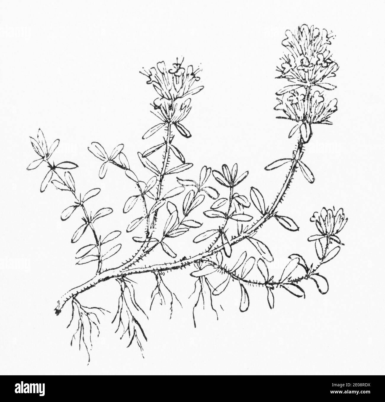 Botanische illustration von thymus serpyllum Fotos und Bildmaterial