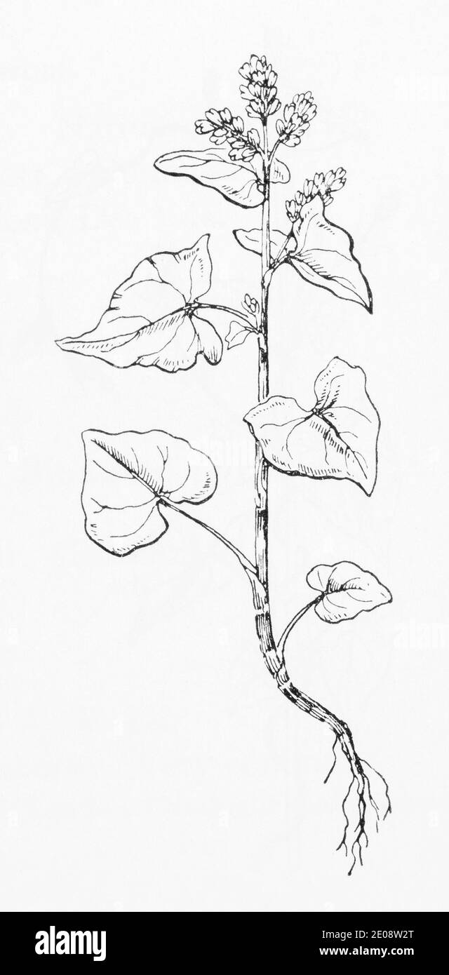 Alte botanische Illustration Gravur von Fagopyrum esculentum / Buchweizen. Siehe Hinweise Stockfoto