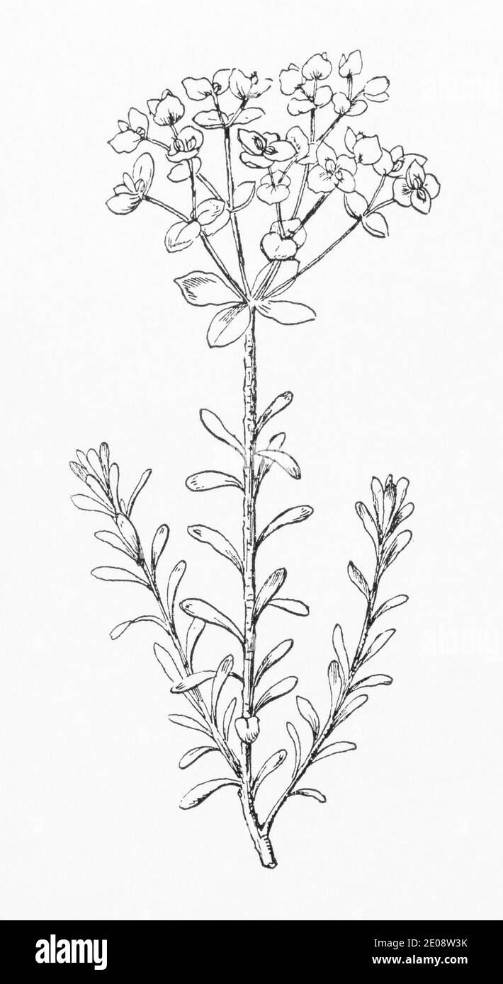 Alte botanische Illustration Gravur von Portland Spurge / Euphorbia portlandica. Siehe Hinweise Stockfoto