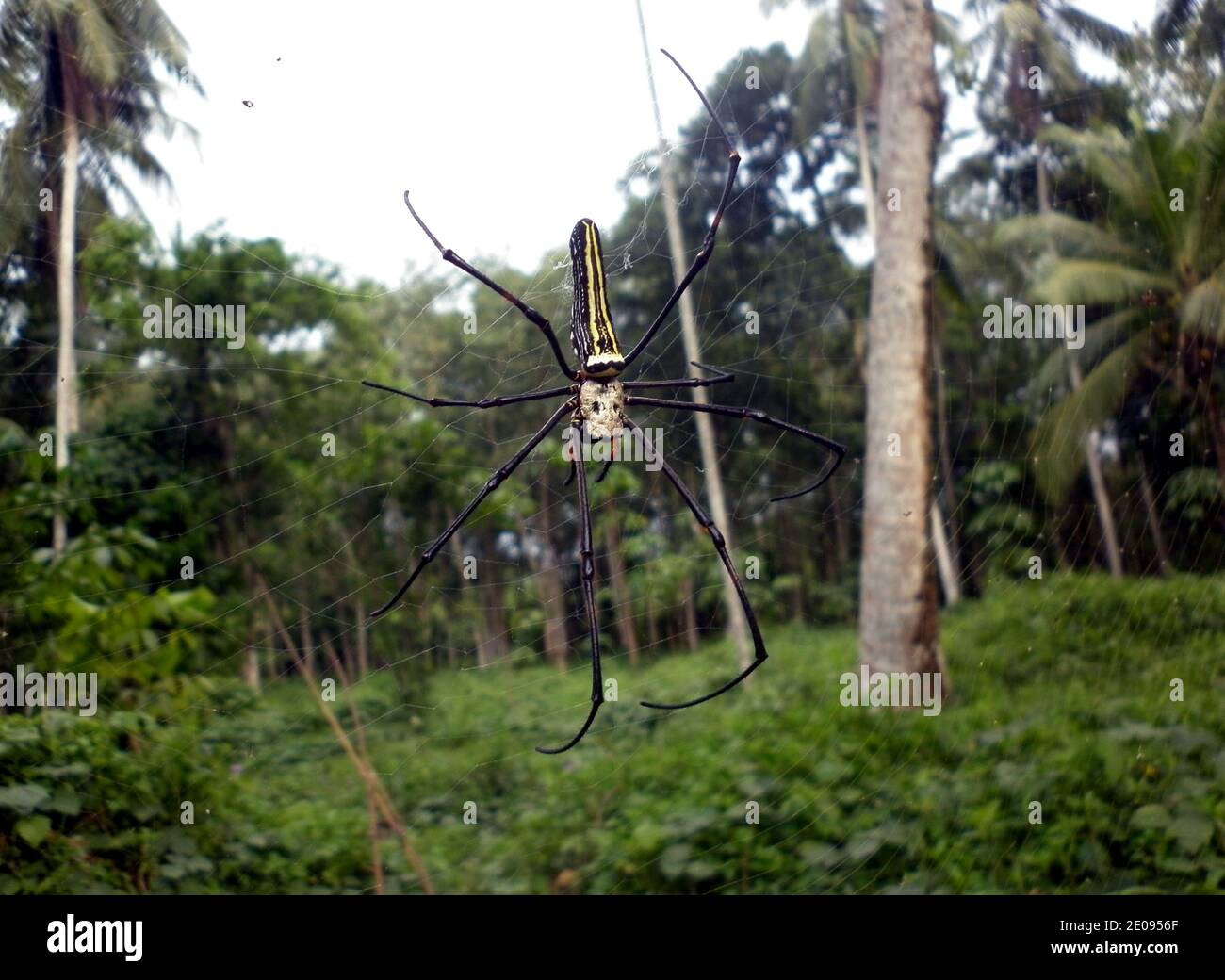 Eine weibliche Riese Golden Orb Weaver (Nephila Pilipes) oder Bananenspinne oder riesige Holzspinne auf sie ist Internet Stockfoto