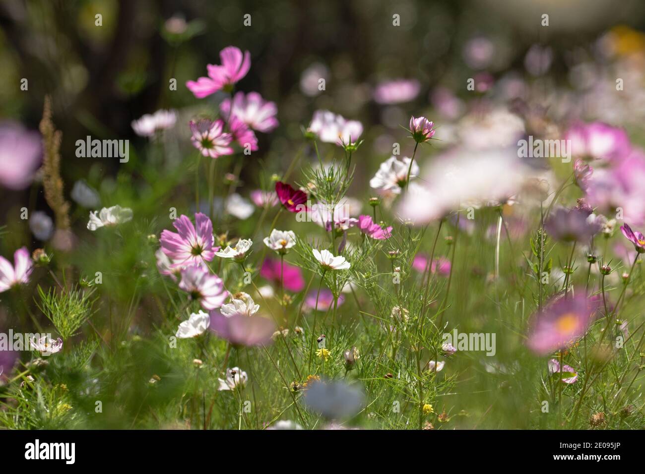 Blumen Stockfoto