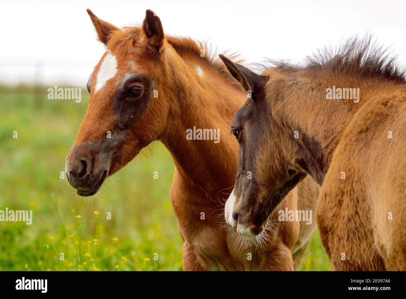Baby-Pferd Stockfoto
