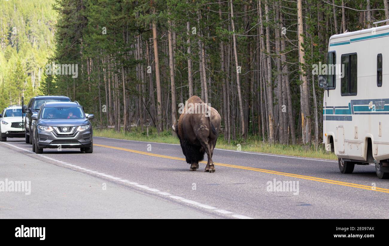 Bisons im Yellowstone Stockfoto