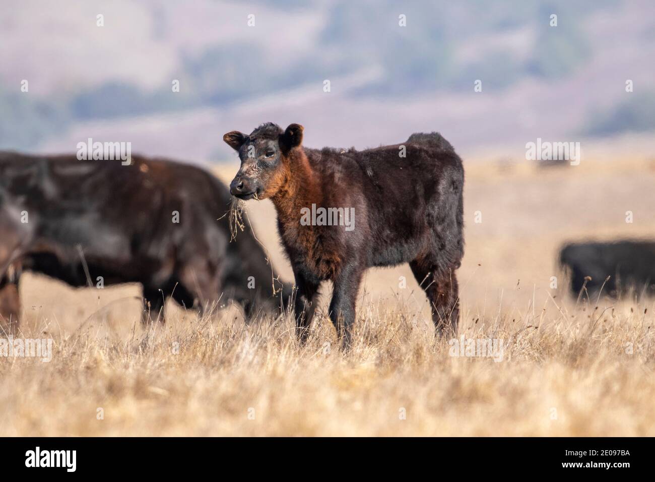 Kühe auf einer Ranch Stockfoto