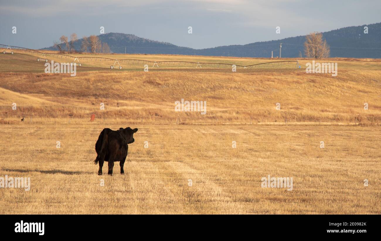 Kühe auf einer Ranch Stockfoto