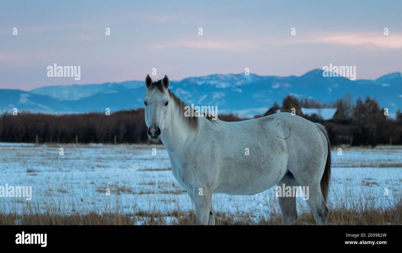 Pferde im Schnee Stockfoto