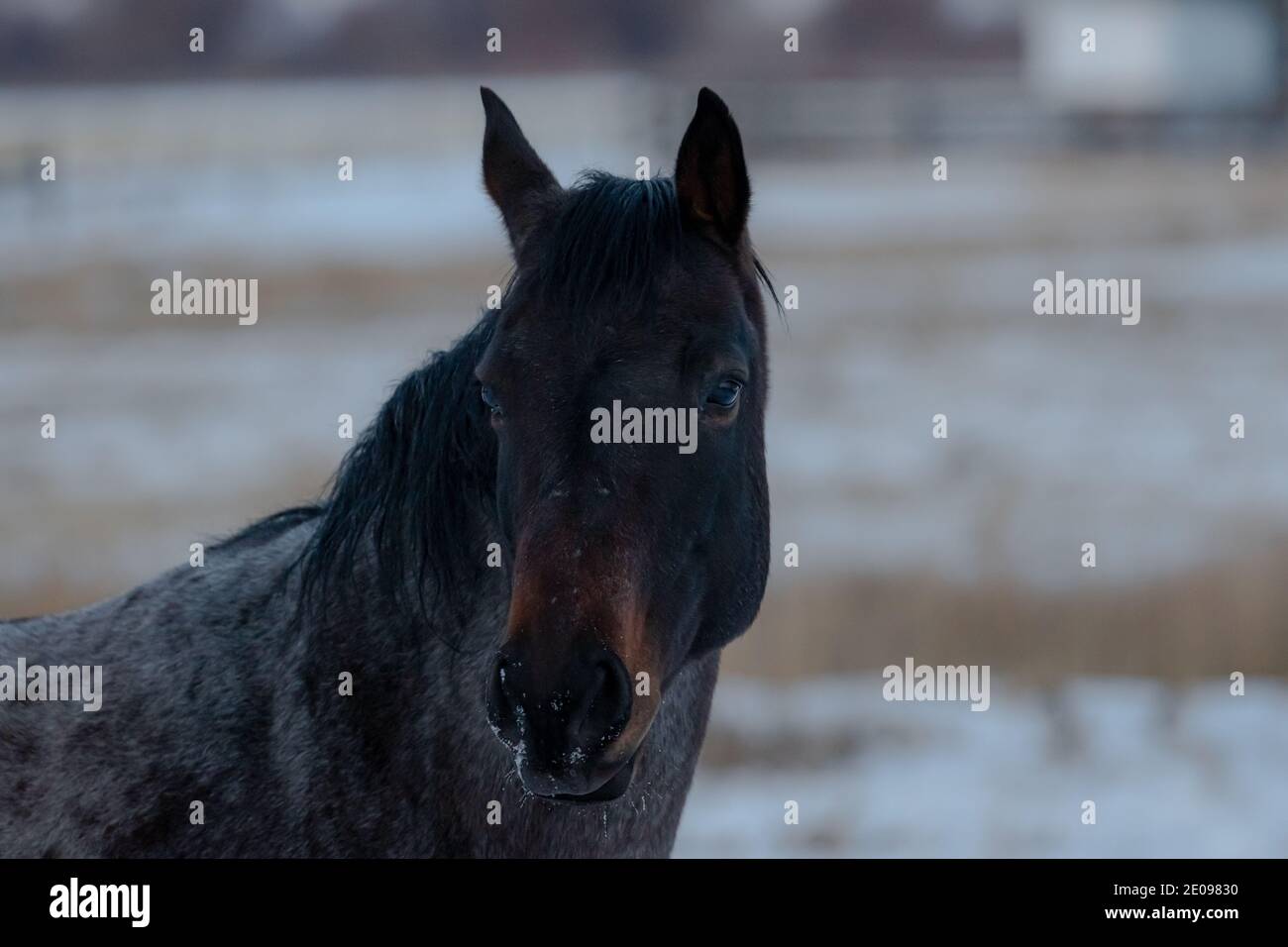 Pferde im Schnee Stockfoto