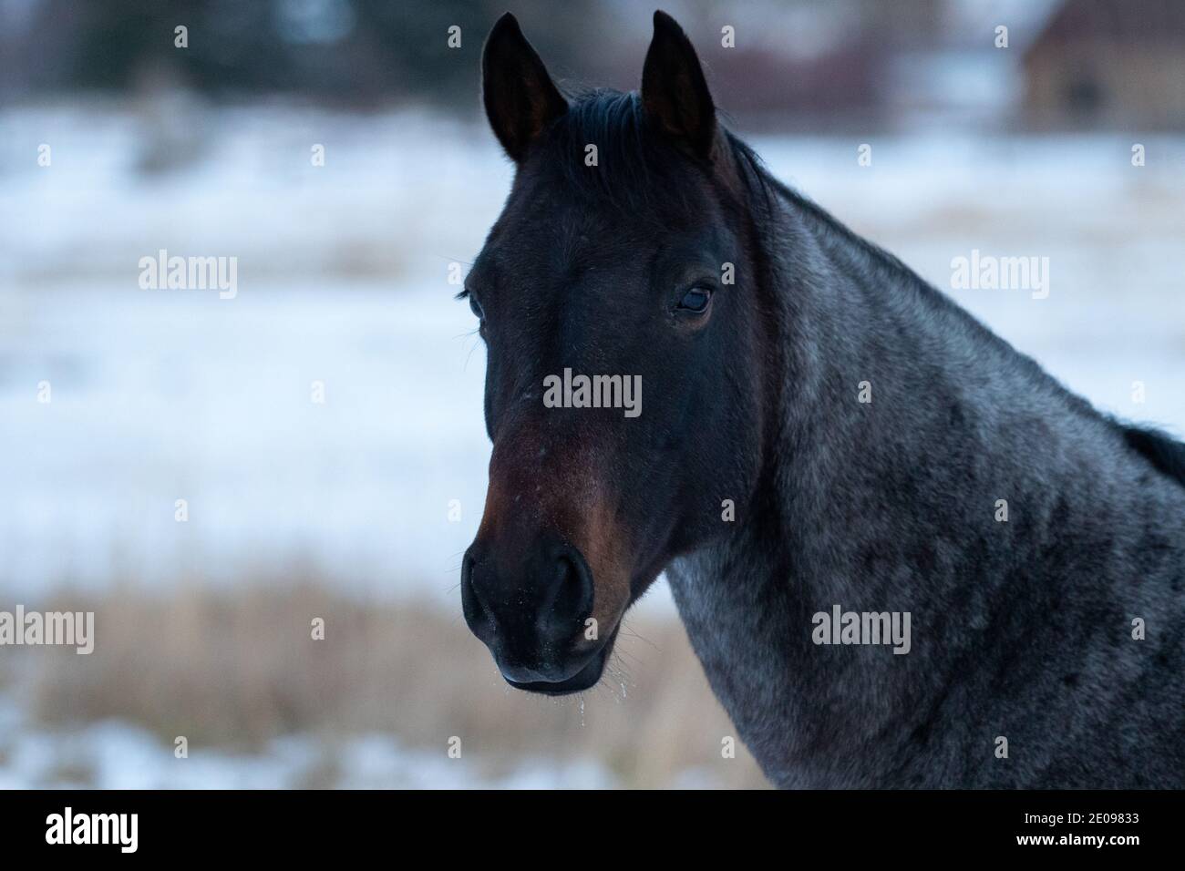 Graues Pferd Stockfoto