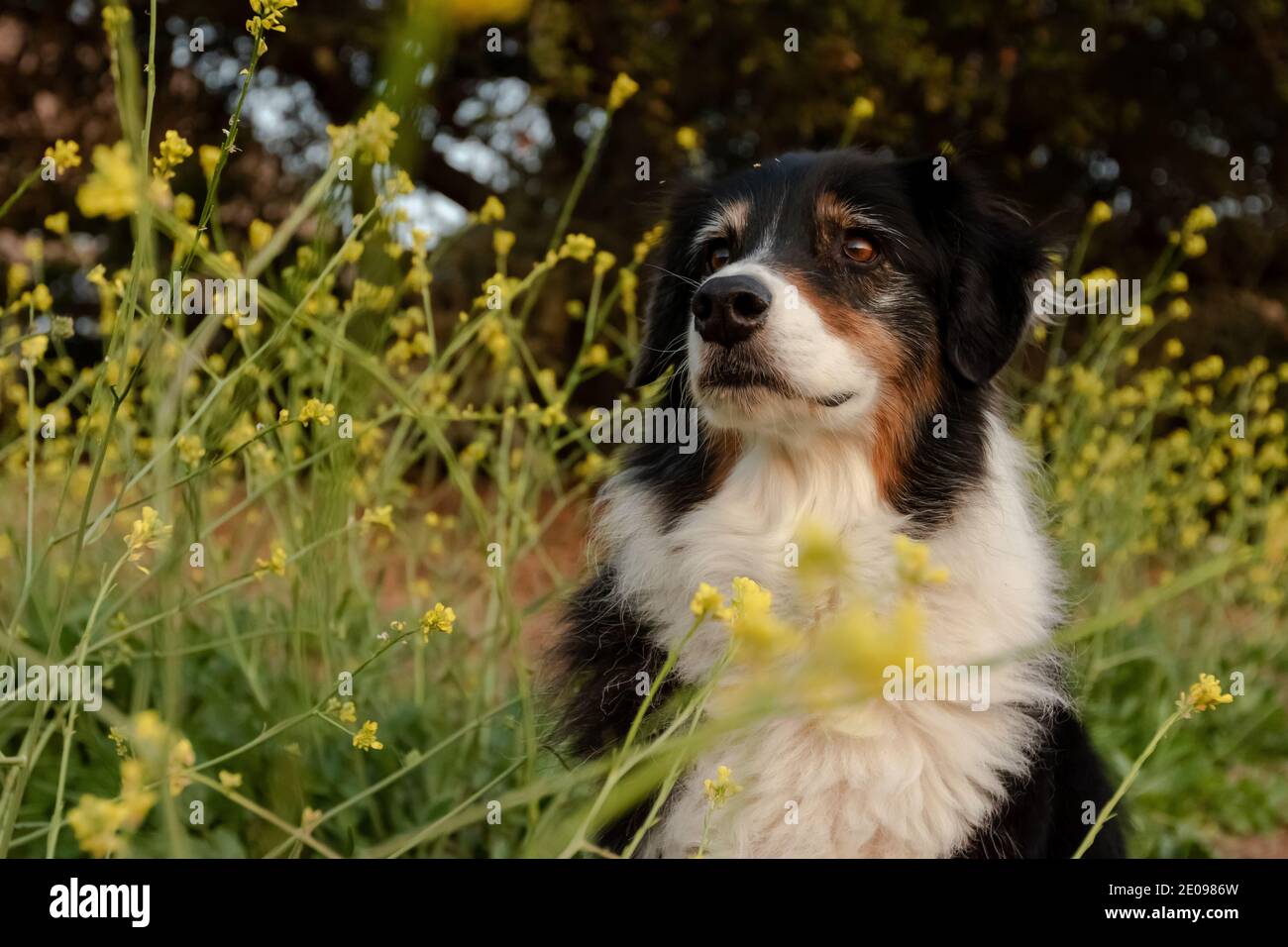 Australian Shepherd Dog Stockfoto