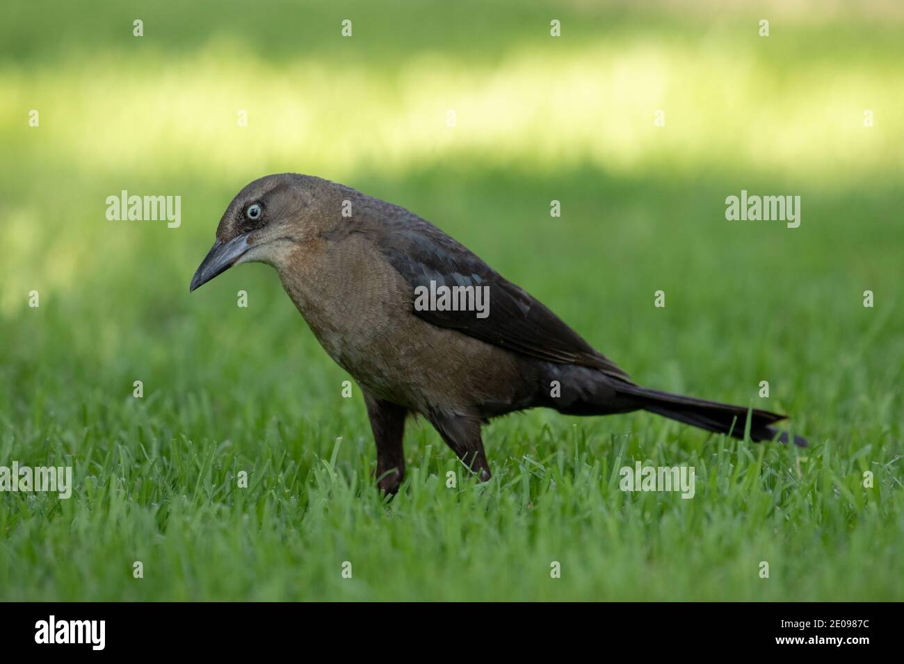 Vögel Natur Wildtiere Stockfoto