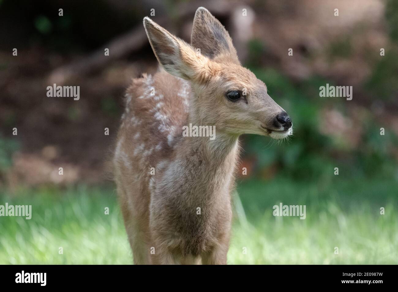 Baby Deer Stockfoto