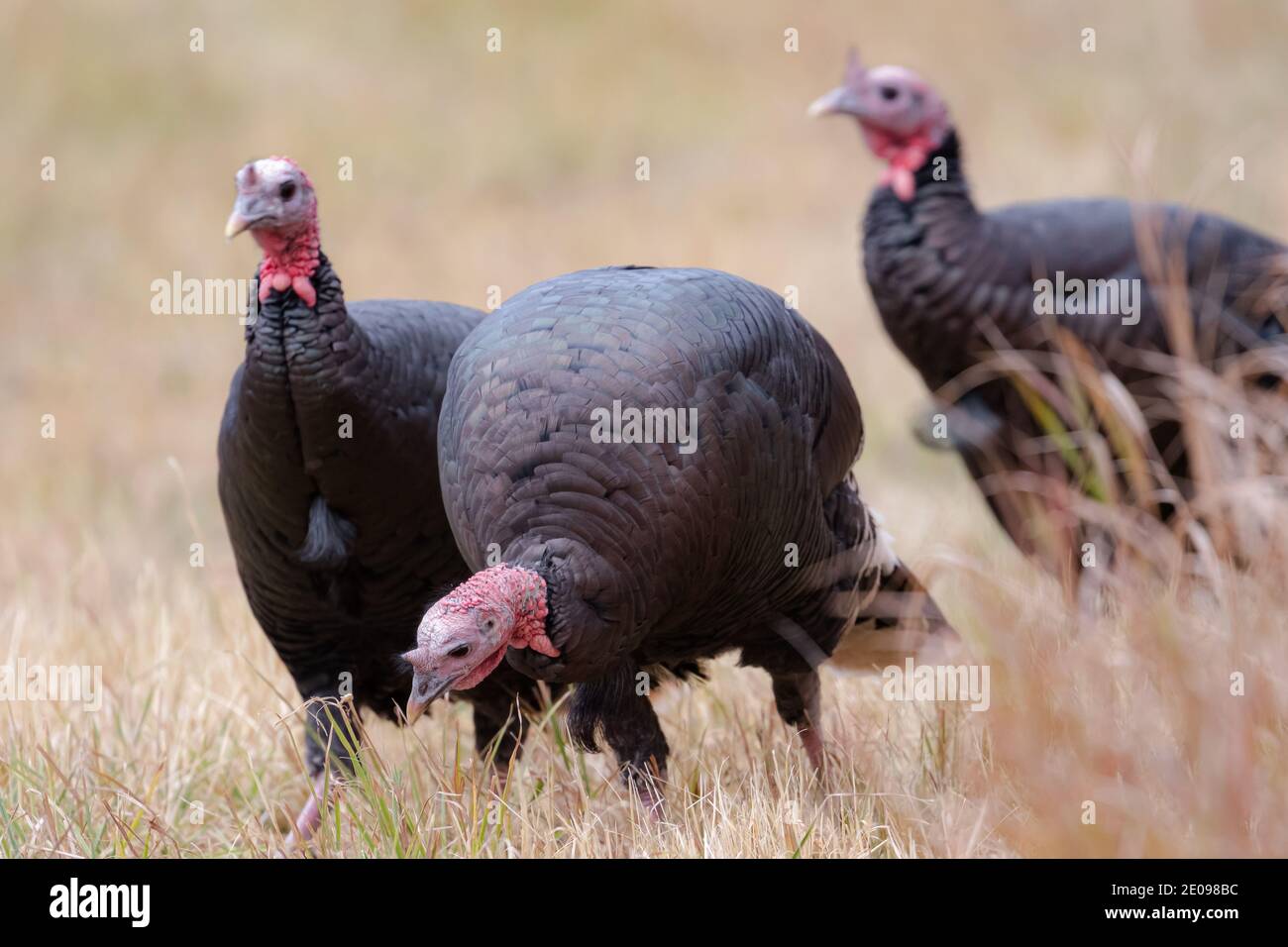 Türkei in Bozeman Montana Stockfoto