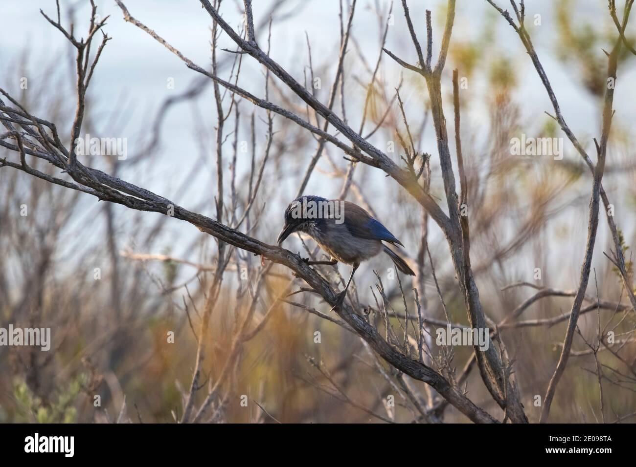 Blauer Vogel, Der Wurm Frisst Stockfoto